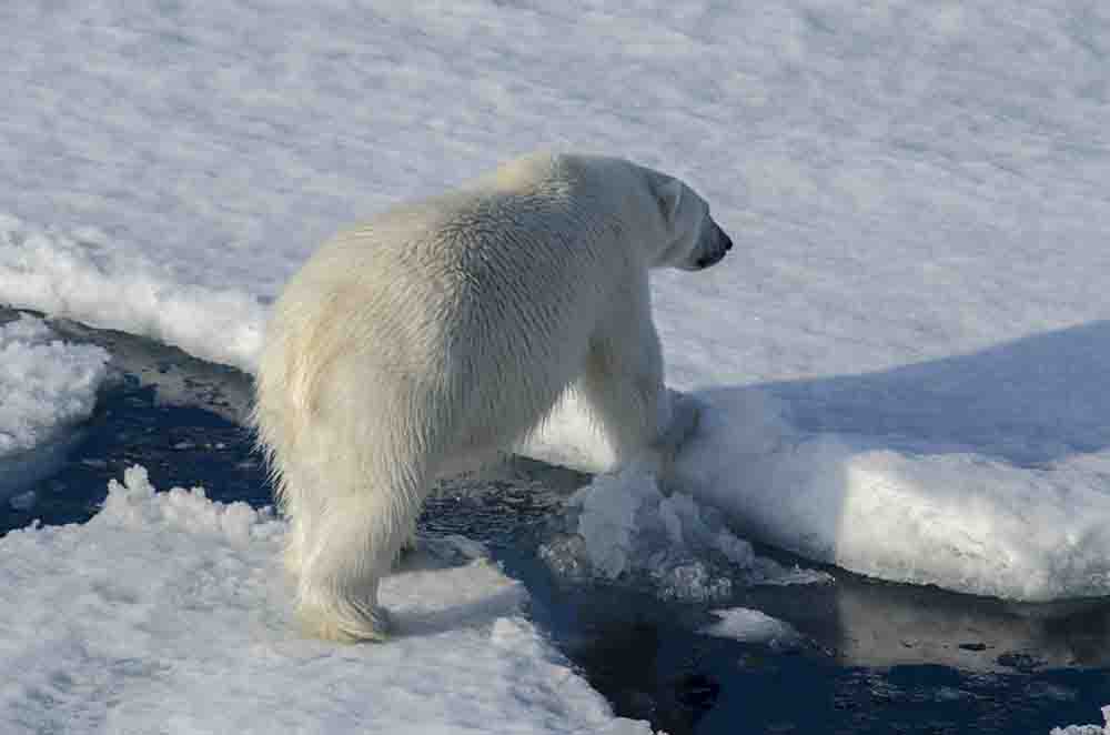 Oso Polar - islas Svalbard - Noruega 12.jpg